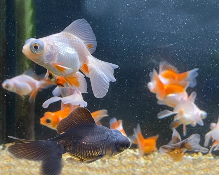 Assorted Telescope Eye Goldfish ~ 7cm